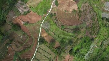Aerial footage rotates traditional farming fields in the mountains with a regular grid pattern. White paths cut through the area, surrounded by shady trees, lush greenery, and fertile soil. video