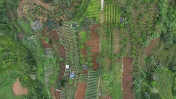Aerial footage of traditional farming fields in the mountains with regular grid patterns. A white path cuts through the area, surrounded by large trees, lush greenery, and fertile soil. video