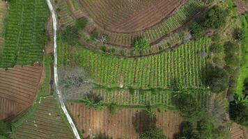 Aerial footage Zoom Out Top Down View. Traditional farmland in the mountains is thriving with neat rows of green plants. White paths divide the area. video