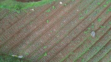 Aerial view Tropical farmland with neatly lined up plants has just been planted with leek seedlings. Large mountain rocks scattered around the land indicate that this farmland is located in the hills video