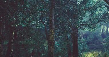 Lush green forest with tall trees and dappled sunlight filtering through leaves video