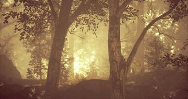 mjuk gyllene ljus filter genom träd i en lugn skog miljö video