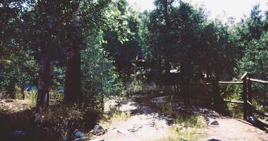 Serene forest pathway surrounded by trees and sunlight in a tranquil setting video