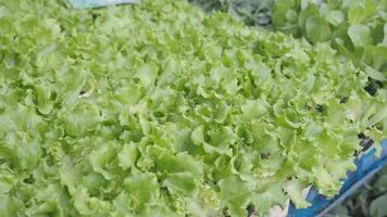 New lettuce types at market video