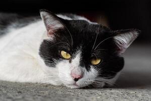 Close up of a black white cat with intense yellow eyes photo