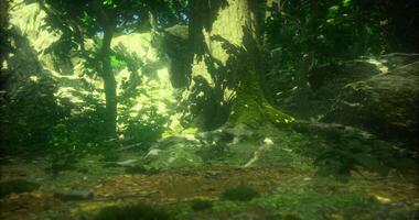 Lush green forest with sunlight filtering through trees in a serene environment video
