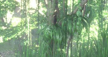 Lush greenery surrounds a vibrant tree in a tropical rainforest setting video
