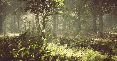 Lush forest with dappled sunlight filtering through tree canopy video