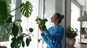 Woman examines branches and leaves of potted Philodendron. Plant lover care for foliage as hobby video