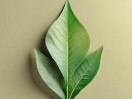 Natural and organic mockup with arrow shaped green leaf texture. photo