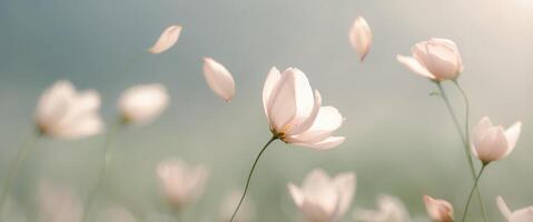 Soft Petals in Gentle Breeze with Blurred Background. photo