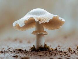 Delicate white mushroom with frilled edges displayed on a textured surface with blurred background Copy Space photo