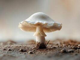 Delicate white mushroom with frilled edges displayed on a textured surface with blurred background Copy Space. photo