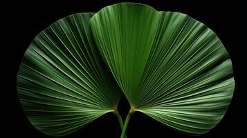 fan palm leaf isolated photo