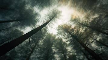 depth blurry tree background photo