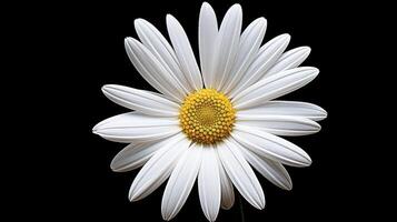 simplicity white flower black background photo