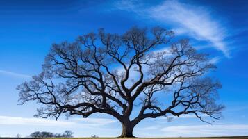 majestic tree and sky photo