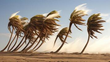 gust palm tree wind photo