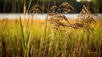 vegetation wild rice plant photo