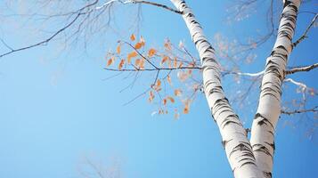 branches birch trees photo
