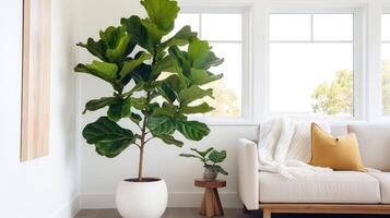 tree fiddle leaf fig photo