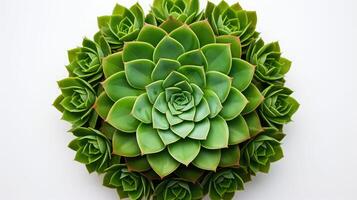 texture succulent top view white background photo