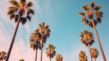 glow palm tree gradient photo