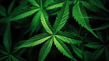 edges marijuana leaf pattern photo