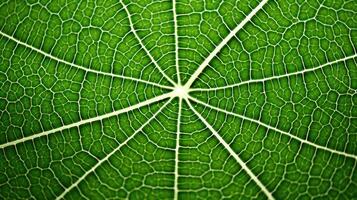 s leaf and dot pattern photo