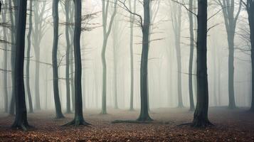 mysterious fog trees photo