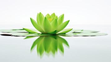 reflection lotus white background photo