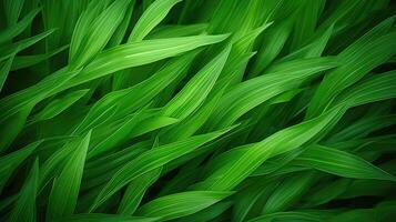 low green abstract background photo