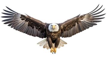 flight eagle isolated on white photo