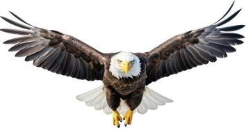 intense eagle white background photo