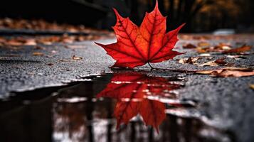 abstract red leaf asphalt photo