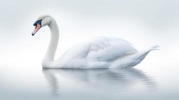grace animal white background photo