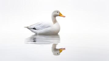 pd duck on white background photo