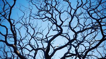 patterns abstract tree branches photo