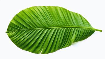 leaf palm tree transparent background photo