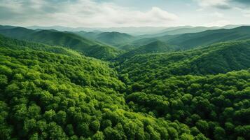 greenery arial view trees photo