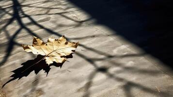 sunlight leaf shadow photo