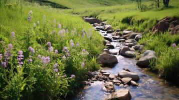 stream spring water source photo