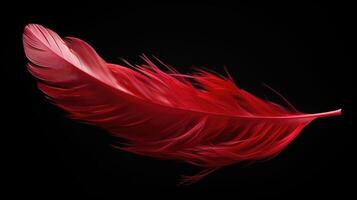 feather red feathers photo