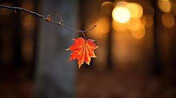 autumn single leaf photo