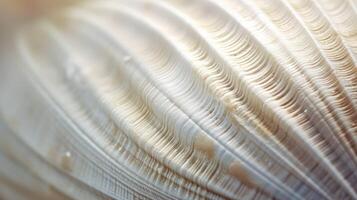 seashell texture cool photo