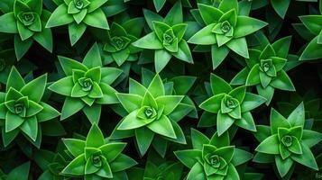texture green star background photo