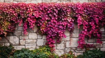 cascading pink and green ivy photo