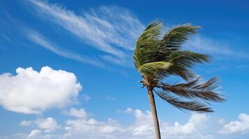 swaying palm tree blowing photo