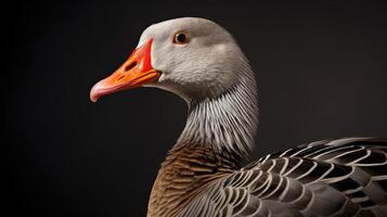 feathers white fronted goose photo