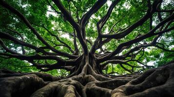 sturdy tree roots branches photo